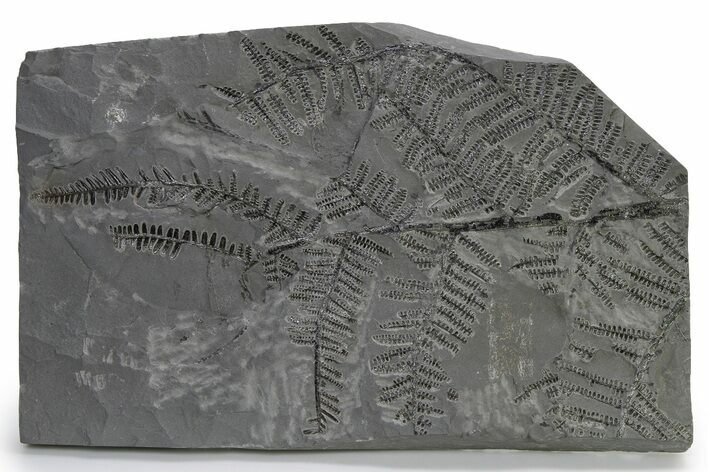 Carboniferous Fossil Fern (Pecopteris) Frond - France #338634
